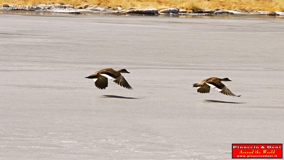 BOLIVIA 2 - Ruta de Las Joyas - Laguna Kanapa - 32.jpg